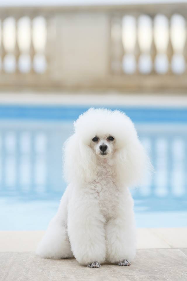 Monaco Dogs